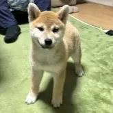柴犬(標準サイズ)