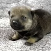 北海道犬