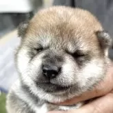 柴犬(標準サイズ)