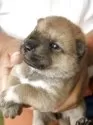 北海道犬【北海道・女の子・2025年7月24日・赤毛】の写真2