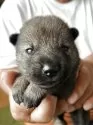 北海道犬【北海道・男の子・2025年7月24日・胡麻毛】の写真4