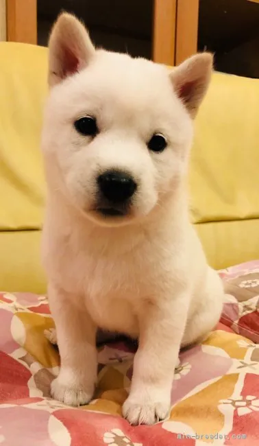 ID:2012-02485の子犬