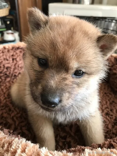 ますのすけ 様のお迎えした子犬