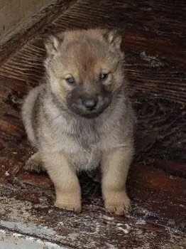 ID：1902-02207の子犬