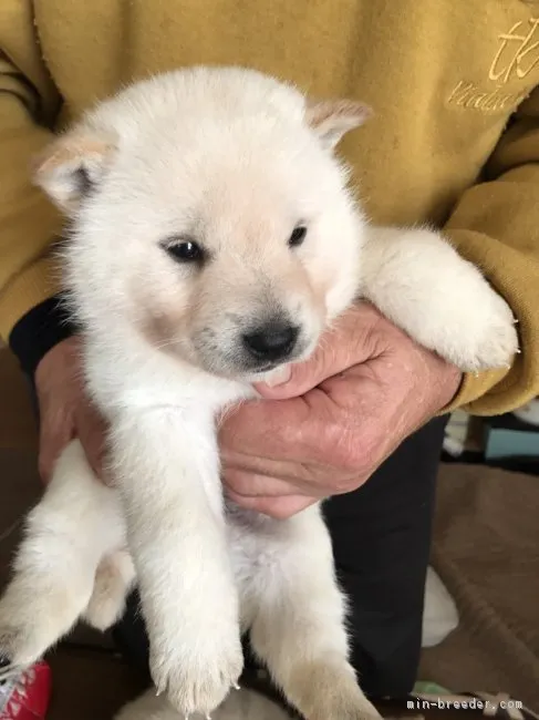 セタ 様のお迎えした子犬
