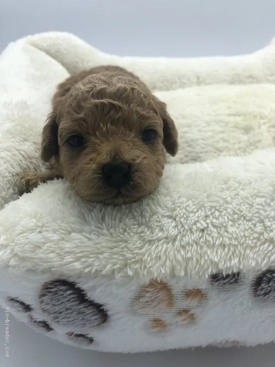 ID：2106-00495の子犬