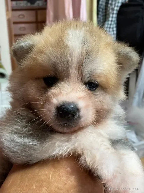 ID：2106-03247の子犬