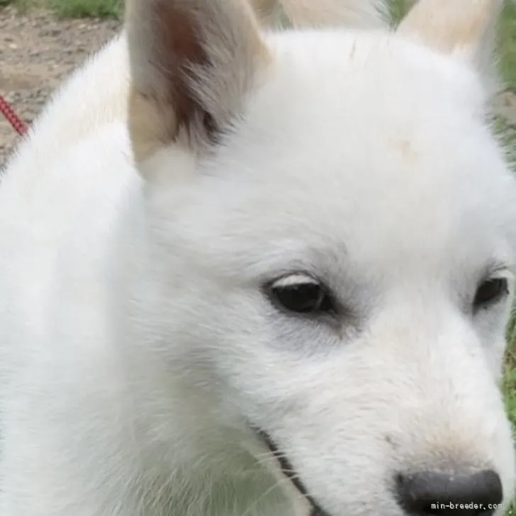 ID:2204-00964の子犬