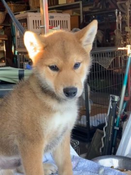 柴犬(標準サイズ)【北海道・男の子・2021年8月14日・赤毛】の写真「母親大人しく小さい、父親は優良犬」