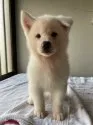 秋田犬【北海道・男の子・2021年5月25日・白】の写真1