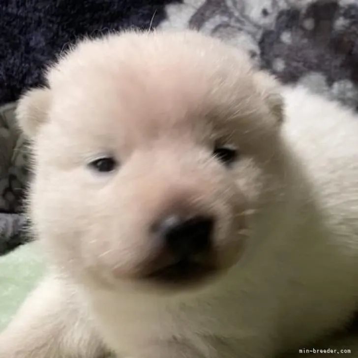 ID:2206-04347の子犬