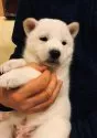 北海道犬【北海道・女の子・2020年12月1日・白】の写真4