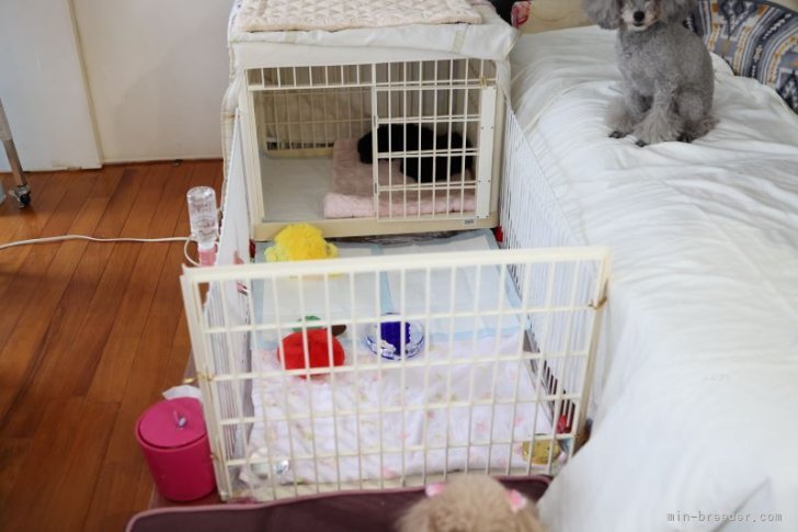 森裕子ブリーダーのブログ：トイプードル赤ちゃん♂運動場デビュー