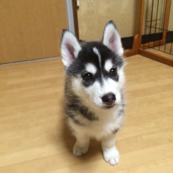 ハスキー 子犬 シベリアン