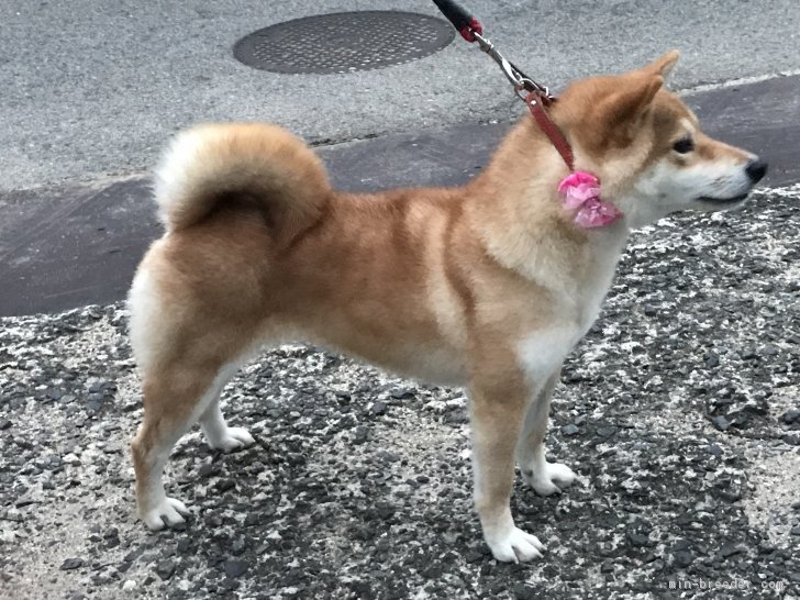 葵の桜香号、若犬賞、壮犬賞、成犬賞｜石岡　政信(いしおか　まさのぶ)ブリーダー(広島県・柴犬など・JKC/日本犬保存会/日本豆柴犬協会登録)の紹介写真1