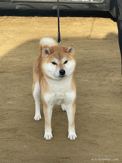 石岡　政信(いしおか　まさのぶ)ブリーダー(広島県・柴犬など・JKC/日本犬保存会/日本豆柴犬協会登録)の紹介写真5