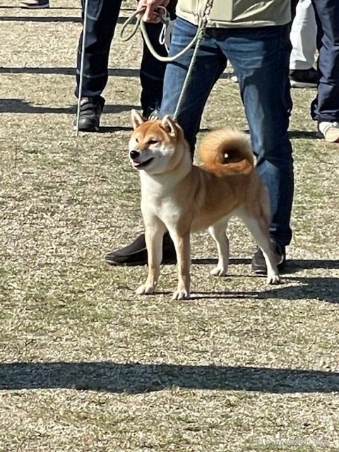 石岡　政信(いしおか　まさのぶ)ブリーダー(広島県・柴犬など・JKC/日本犬保存会/日本豆柴犬協会登録)の紹介写真6