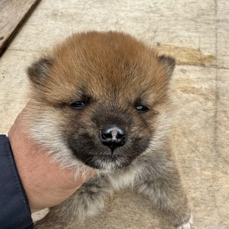 ID:2412-07721の子犬