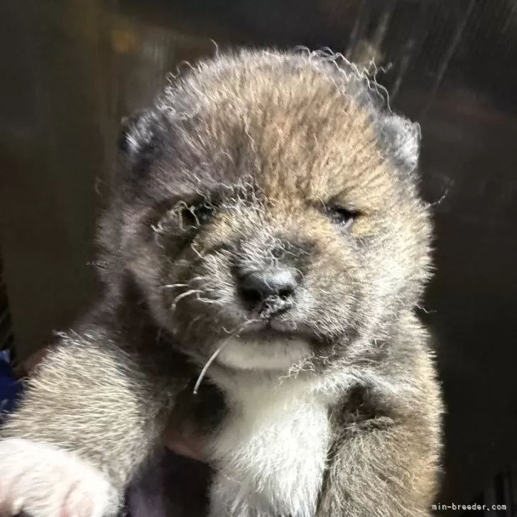 柴犬(標準サイズ)【広島県・男の子・2025年4月23日・胡麻】の写真1