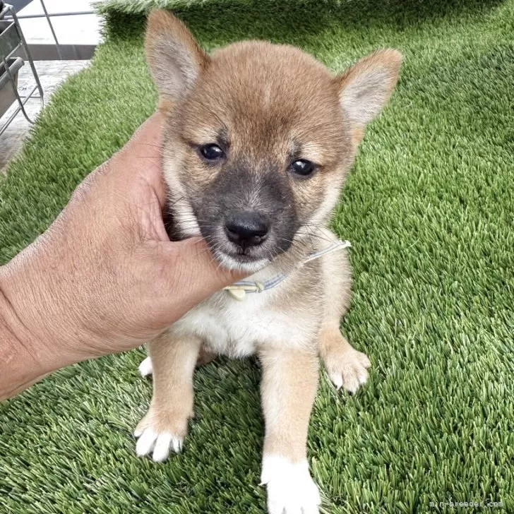 ID：2508-05483の子犬