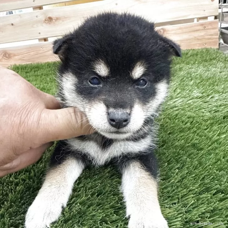 柴犬(標準サイズ)【広島県・女の子・2025年8月29日・黒】の写真1