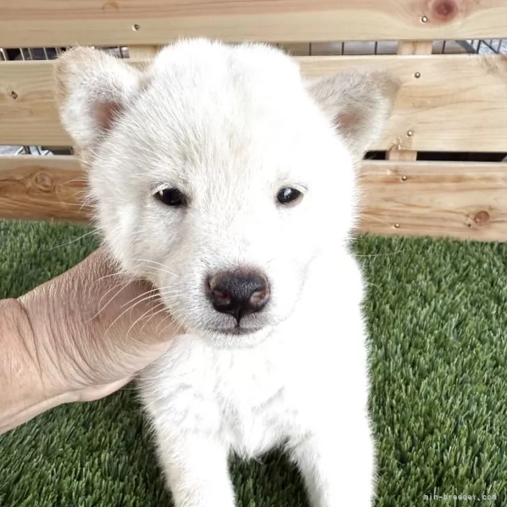 柴犬(標準サイズ)【広島県・男の子・2025年9月25日・白】の写真1