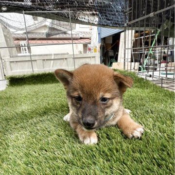 豆柴【広島県・男の子・2025年7月3日・赤】の写真「可愛い赤豆です」