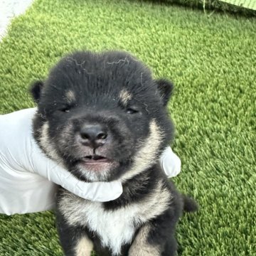 豆柴【広島県・男の子・2025年7月22日・黒】の写真「可愛い黒豆です」