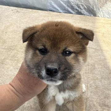 柴犬(標準サイズ)【広島県・男の子・2025年1月30日・赤】の写真「可愛い赤柴です
出産ラッシュ犬舎パンクにつき激安」