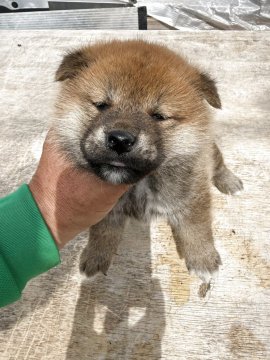 柴犬(標準サイズ)【広島県・女の子・2025年4月9日・🟥】の写真「可愛い柴犬」