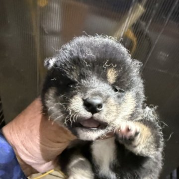 柴犬(標準サイズ)【広島県・女の子・2025年4月23日・黒】の写真「可愛い黒柴」