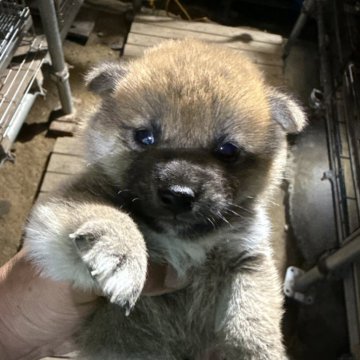 柴犬(標準サイズ)【広島県・男の子・2025年5月18日・赤】の写真「可愛い柴犬の赤です」