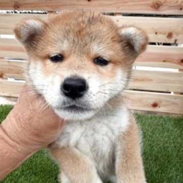 柴犬(標準サイズ)【広島県・男の子・2025年7月28日・赤】の写真「可愛い赤柴」