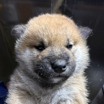 柴犬(標準サイズ)【広島県・女の子・2025年4月14日・赤】の写真「可愛い柴犬」