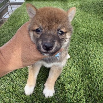 柴犬(豆柴)【広島県・男の子・2025年7月3日・赤】の写真「可愛い豆柴です」