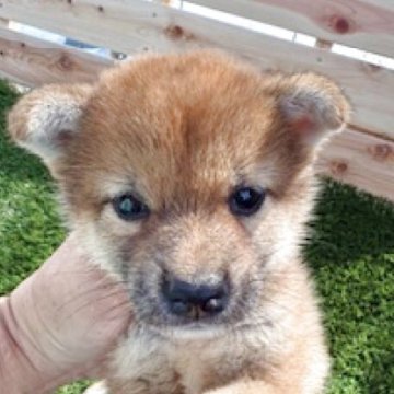柴犬(標準サイズ)【広島県・女の子・2025年7月27日・赤】の写真「可愛い赤柴です。」