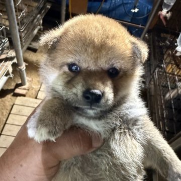 柴犬(標準サイズ)【広島県・女の子・2025年5月18日・赤】の写真「可愛い柴犬」