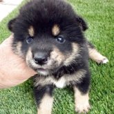 柴犬(標準サイズ)