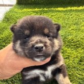 柴犬(豆柴)