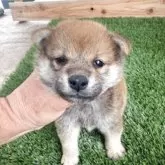 柴犬(標準サイズ)