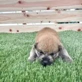 柴犬(標準サイズ)