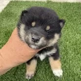 柴犬(標準サイズ)