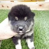 柴犬(標準サイズ)