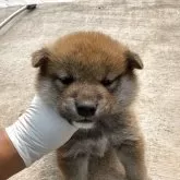 柴犬(標準サイズ)