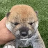 柴犬(標準サイズ)