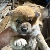 柴犬(標準サイズ)