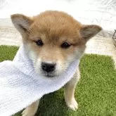 柴犬(標準サイズ)