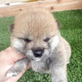 柴犬(標準サイズ)