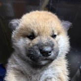 柴犬(標準サイズ)
