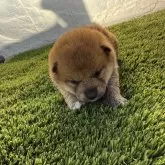 柴犬(標準サイズ)